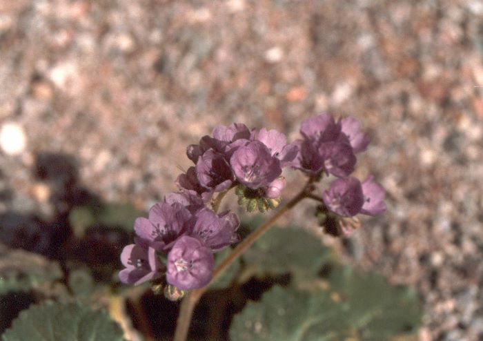 ../Images/061.Death Valley.jpg